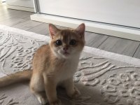 4 aylık british shorthair sahiplendirme