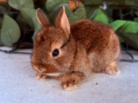 HOLLANDA LOP VE CÜCE TAVŞANLAR