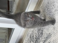 Scottish fold kedim 2,5 aylık