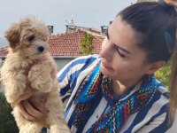 Şeker Bebek Maltipoo Senin Olsun!