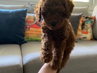 Toy poodle yavrularim orijinal