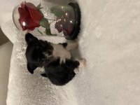 ANNE ALTINDAN TEACUP CHİHUAHUHA YAVRULAR