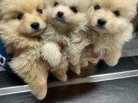 Kar beyazı pomeranian yavrularımız