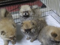 Pomeranian Köpekler Yeni Yuvasını Arıyor