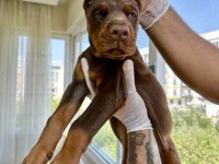 Şampiyon kan hattı A scr(Kif-FCI) özel renk doberman
