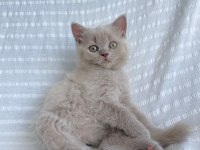 Teslime hazır british shorthair yavrular yuvasını arıyor