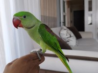 3 Buçuk Aylık El Beslemesi İskender Papağanı
