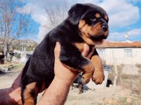 Orjinal Macar Rottweiler