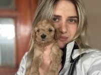 12 yıllık üreticiden maltipoo yavruları
