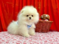 Safkan Pomeranian Boo Yavrularımız