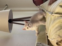 Son kalan erkek british shorthair