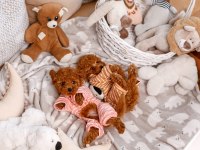 TOY POODLE YAVRULARI 