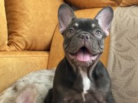 Bir birinden güzel 4 french bulldog yavrumuz