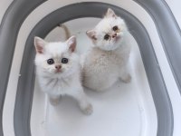 British Shorthair Yavrular İçin Ulaşın