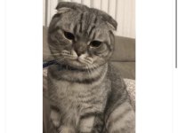 Scottish fold kedimiz sherlock yuva arıyor