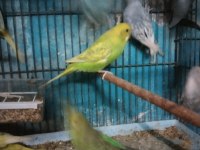 Yavru muhabbet kuşu vardır