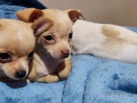 Orijinal elma kafa chihuahua yavruları bir dişi bir erkek