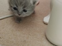 Yavru british shorthair