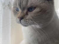 Ücretsiz sahiplendirilecek 2 yaşında british shorthair