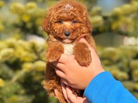 3 aylık toy poodle erkek yavru