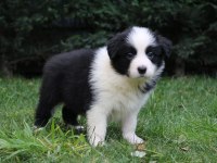 Ruhsatlı Resmi İşletmeden Taksit Avantajıyla B.collie