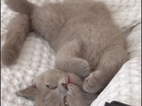 Safkan British Shorthair Erkek Yavru Aşıları Tam