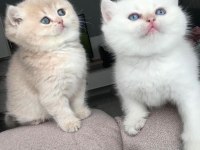 11 aylık sağlık sebebi dolasıyla verilecek british shorthair