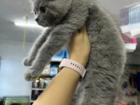A kalite sağlıklı yavrular british shorthair