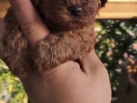 Sağlık Ve Irk Garantili Teacup Poodle