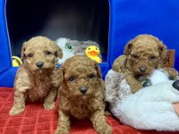 MİNYATÜR POODLE MİNYONLAR