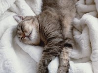 British Shorthair ve Tekir Kırması Sakız