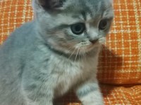 British shorthair dişi yavru