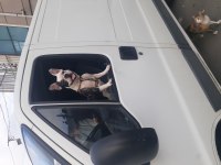 2 yaşında eğitimli akıllı dişi french bulldog