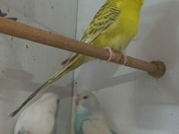 BEBEK MUHABBET KUŞLARI