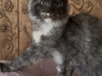 Full şecereli mükemmel profilde dev Maine Coon yavruları