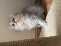 Güzeller güzeli cins scottish fold yavrularımız