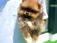 Pomeranian boo teddy bear yavru