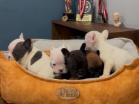 Safkan French Bulldog Yavrularımız 45 Günlük