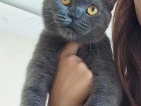 British shorthair Mia için bizimle iletişime geçebilirsiniz