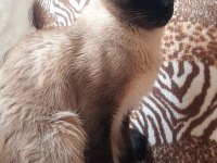 SİYAM KEDİSİ ERKEK 2 yaşında Sahiplendiriyoruz