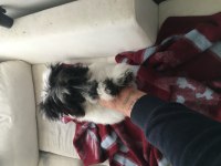 Köpeğimize acil olarak yuva arıyoruz