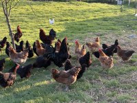 ÇEŞİTLİ IRKLARDA MAVİ YEŞİL SARI VE KIRMIZI YUMURTACI TAVUK