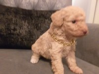 Gerçek maltipoo yavrularım
