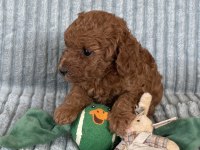 Eşsiz Güzellikte Toy Poodle Yavrumuz