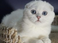 Ailesinden Safkan Scottish Fold Yavrular