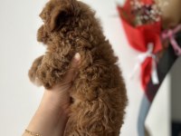 Toy poodle sağlıklı