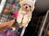 Kg garantili küçük boy maltese