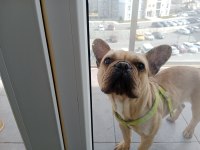 French bulldog