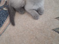 Scottish Fold Minnoş Kedim