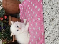 British longhair yavrular